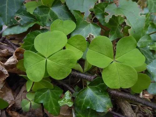 Shamrock plants