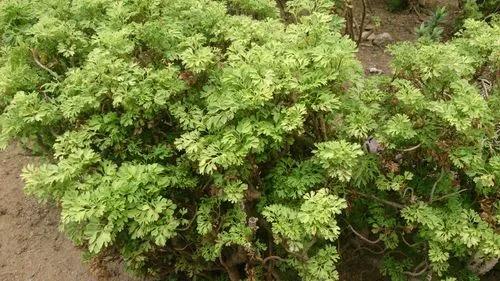 Aralia Plants