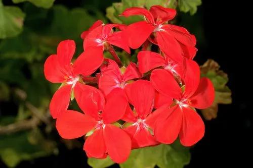 Scarlet Geranium