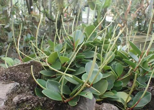 Spoonleaf Peperomia