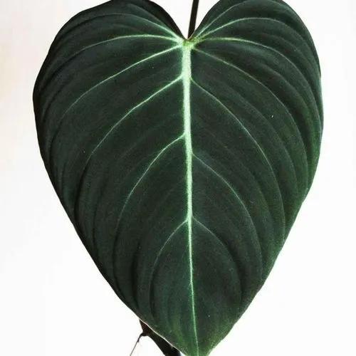 Philodendron Glorious