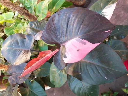 Pink Princess Philodendron