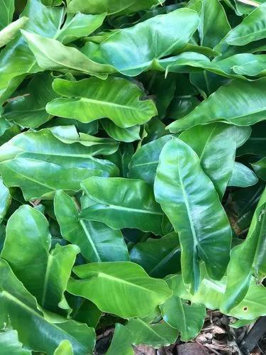 Philodendron burle-marxii