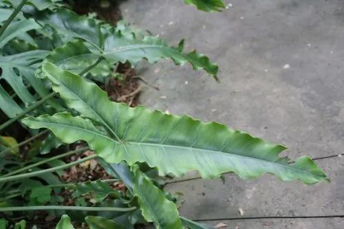 Philodendron parvilobum