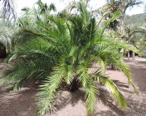 Senegal Date Palm