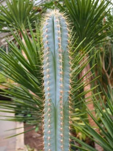 Blue torch cactus