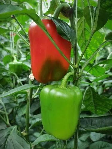 Korean Hot pepper
