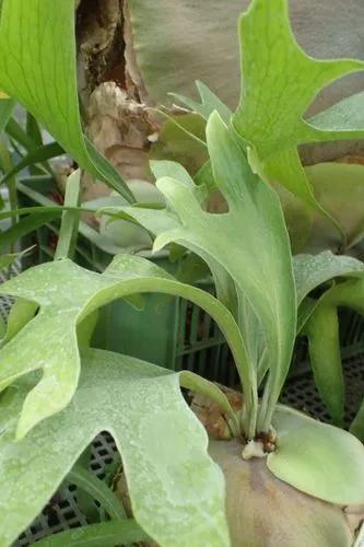 Staghorn Fern