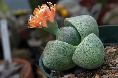 Split Rock plant