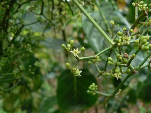 Aralia Fabian Stump