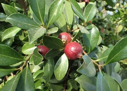 Brazilian Guava