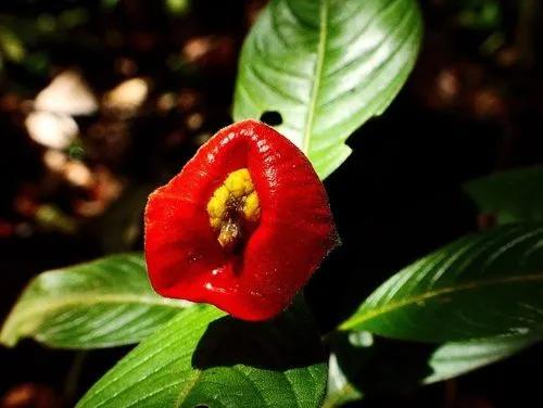 Hot Lips Plant