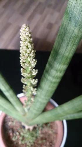 Sansevieria Cylindrica