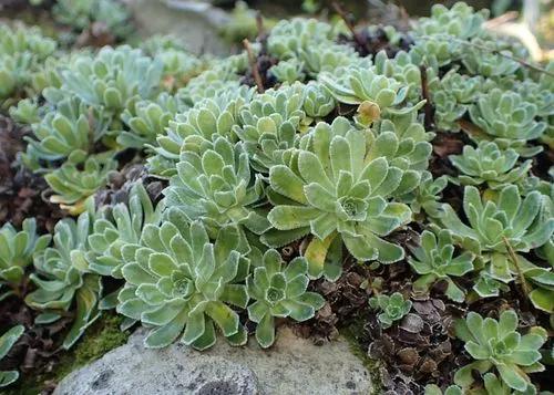 Lifelong saxifrage