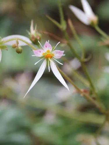 Strawberry Begonia