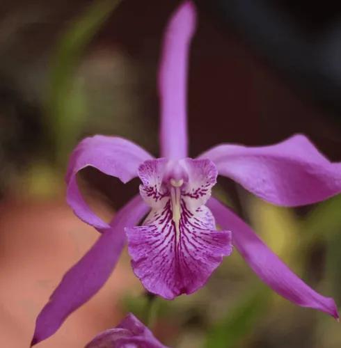 Mayflower orchid