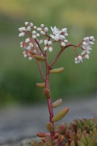 White Stonecrop