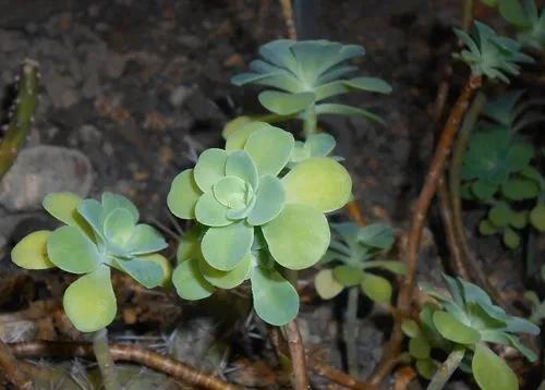 Sedum palmeri