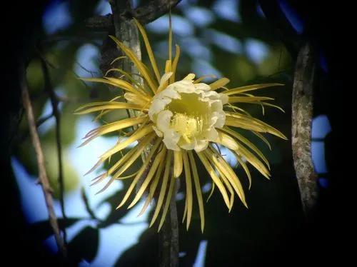 Large-Flowered cactus