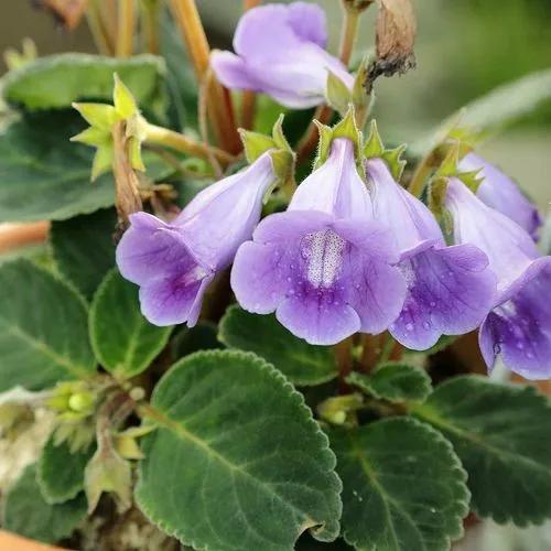 Gloxinia Plant