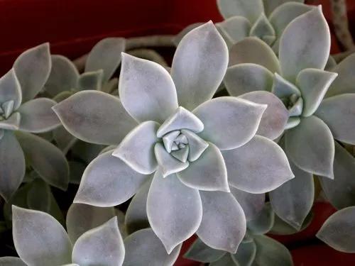 Sinocrassula indica