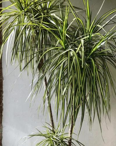 Dracaena Kiwi Cutback