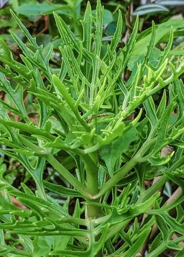 Christmas Tree Plant