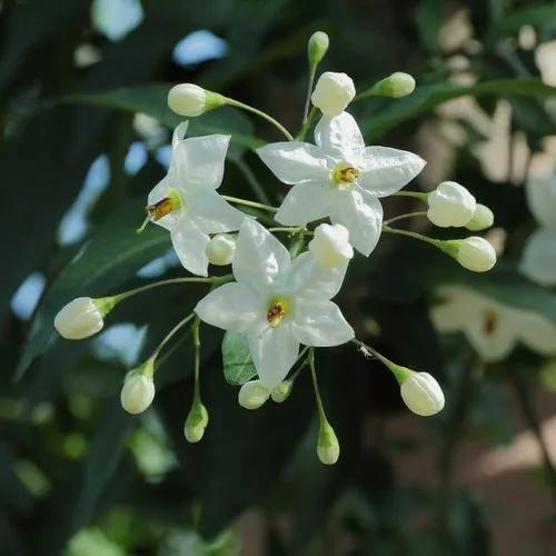 Potato vine