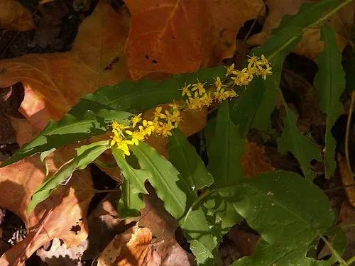 Blue-Stemmed Goldenrod