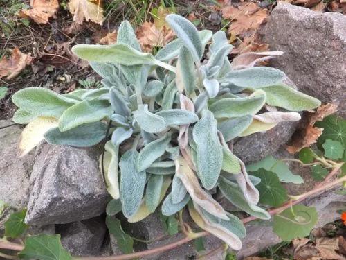 Lamb's Ear