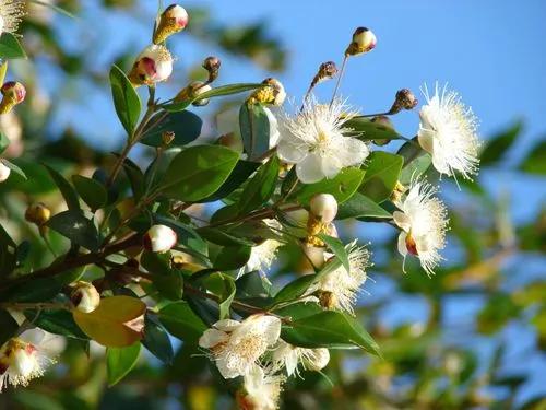 Myrtle tree