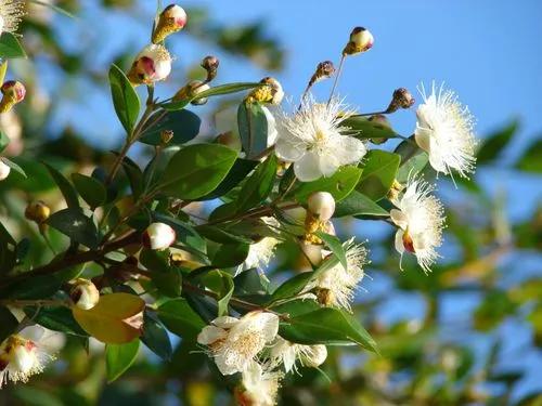 Myrtus Communis Brautmyrte