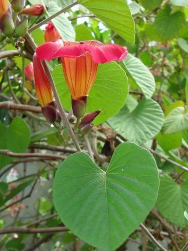 Hawaiian Sunset Vine