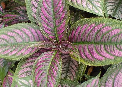 Persian Shield