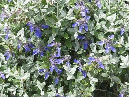 Azure Bush Germander