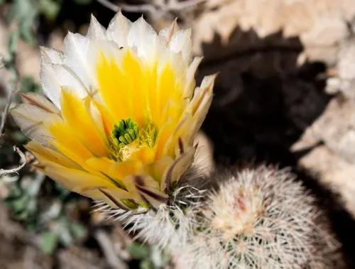 Texas Rainbow Cactus