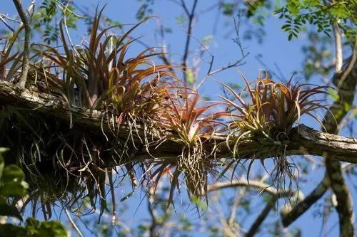 Tillandsia Air Plant