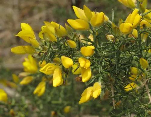 European gorse