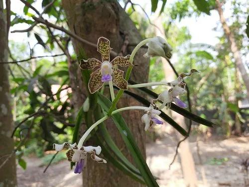 Vanda Orchid