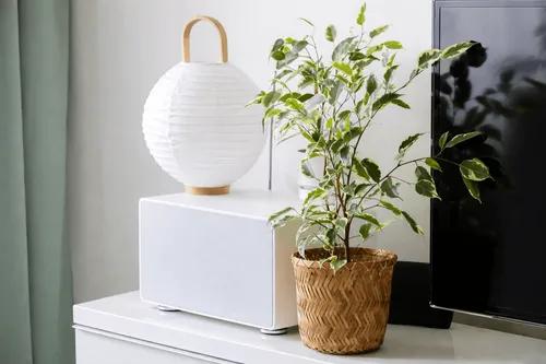 Variegated Weeping Fig