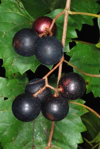 Munson's grape