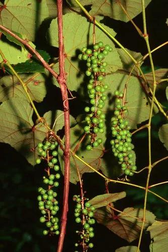 Pigeon Grape