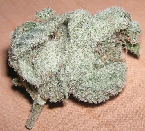 White Widow Cannabis