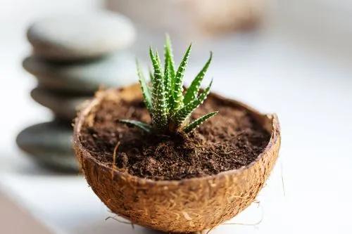 Hedgehog aloe