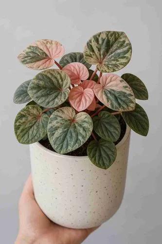 Pink Lady Peperomia