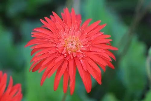 Barberton Daisy