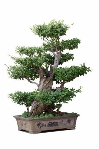 Chinese Elm Bonsai