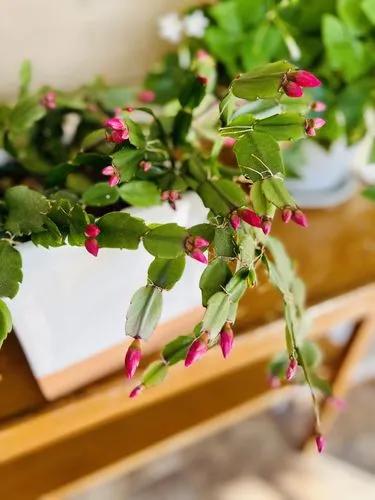 Christmas Cactus