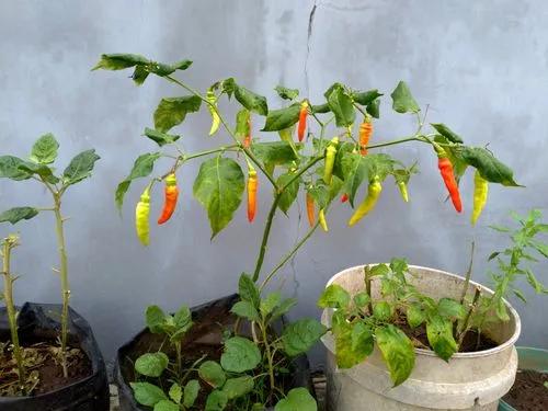 Cayenne Peppers