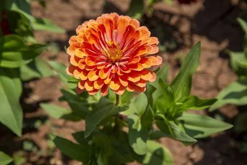 Dahlia-flowered Zinnia